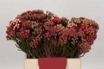 Vollsortiment - Brunia laevis RED - 10 Stiele